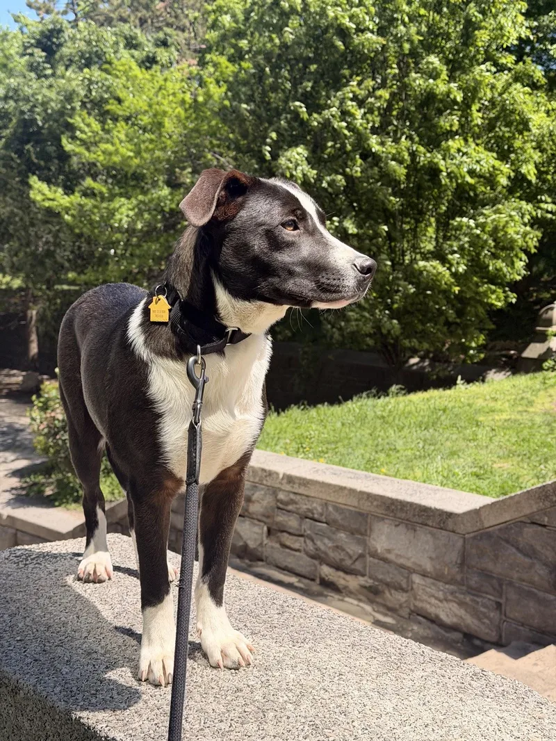 A baby medium-sized male Black Border Collie dog named Atticus for adoption in New York, NY