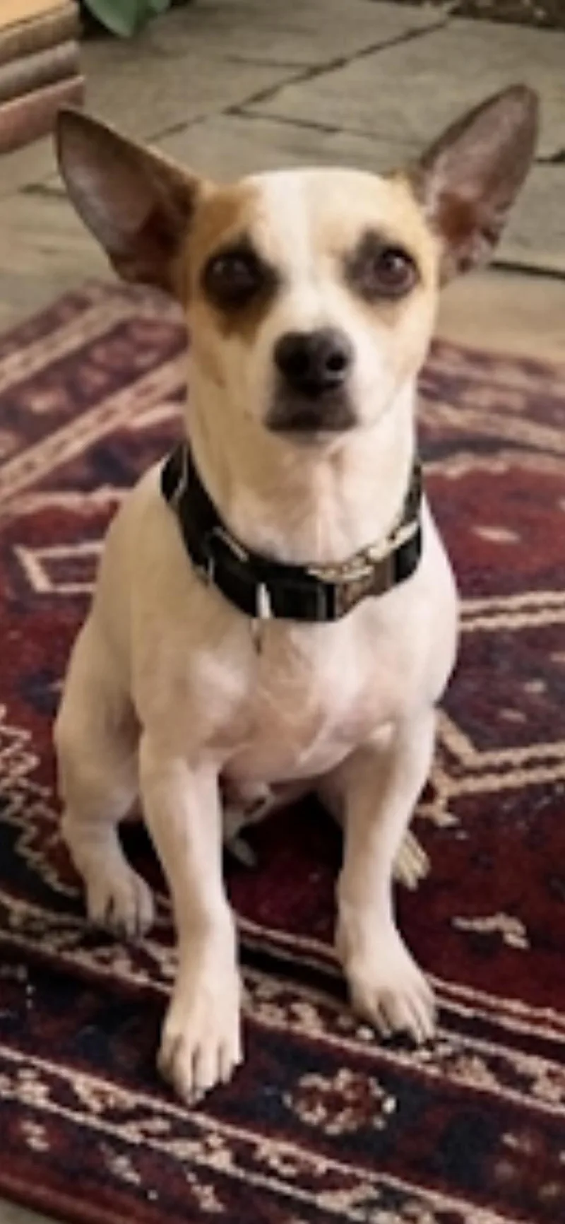 A young small-sized male Chihuahua dog named Pisces for adoption in Casa Grande, AZ