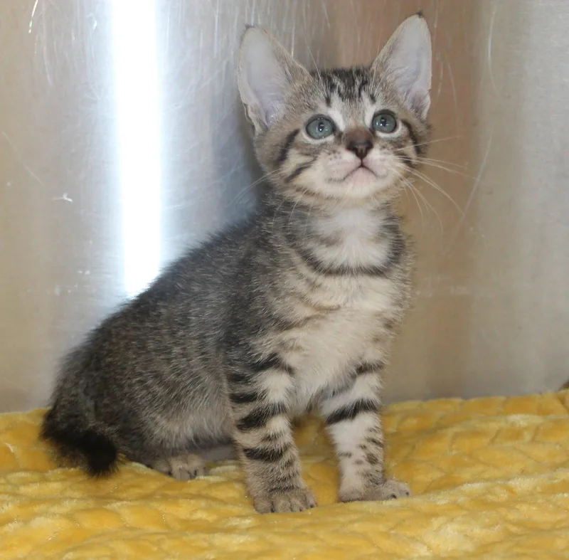 A baby medium-sized male Brown / Chocolate Domestic Short Hair cat named Stacie for adoption in Prattville, AL