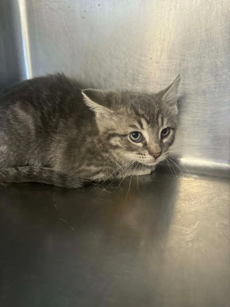 A baby medium-sized male Domestic Short Hair cat named Rio for adoption in Marion, OH
