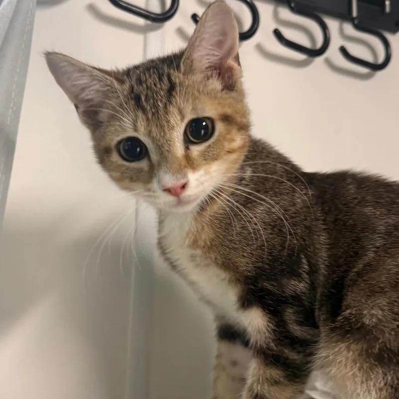 A baby small-sized male Brown / Chocolate Domestic Short Hair cat named Pua for adoption in Lakeland, FL