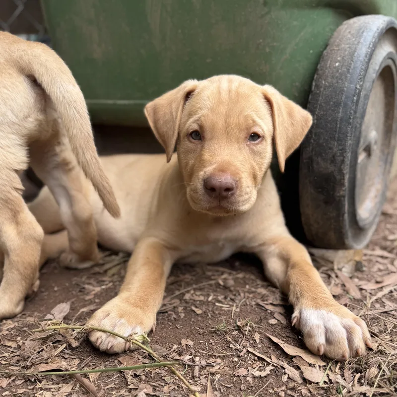 A baby large-sized male Yellow / Tan / Blond / Fawn Mixed Breed dog named Cosmo for adoption in Jackson, GA