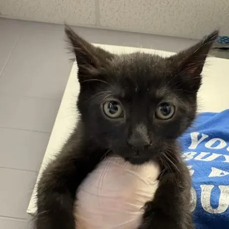 A baby small-sized male Black Domestic Short Hair cat named Ganon for adoption in South Elgin, IL