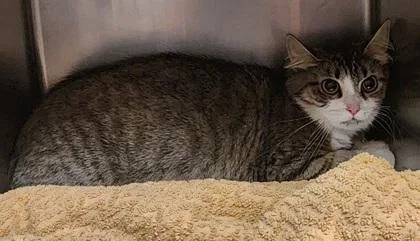 A young medium-sized female Tabby (Gray / Blue / Silver) Domestic Short Hair cat named Virginia for adoption in Bellingham, WA