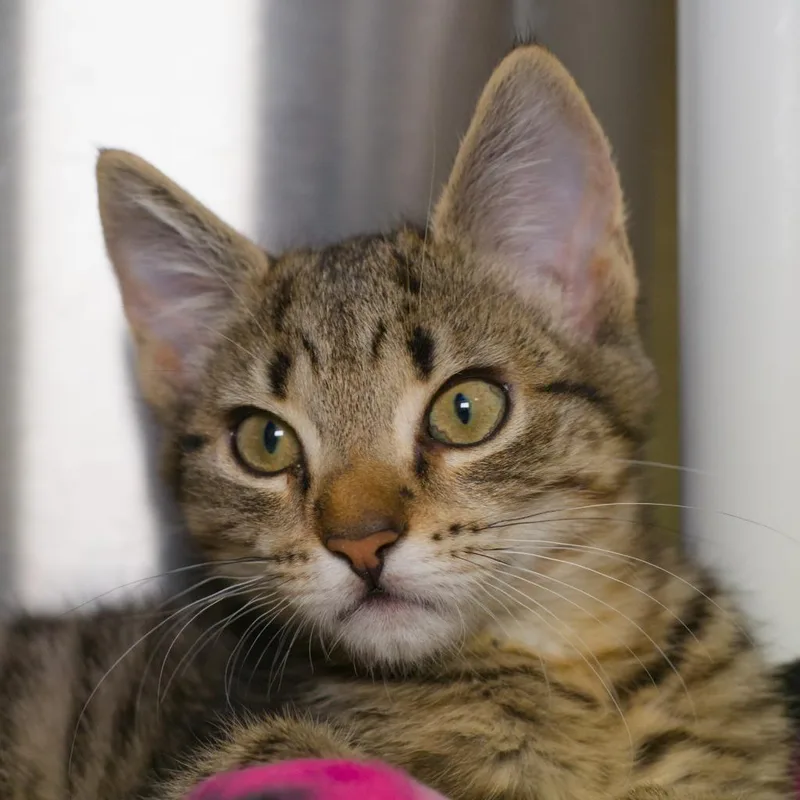 A baby medium-sized male Domestic Short Hair cat named Yuzu for adoption in Shoreline, WA