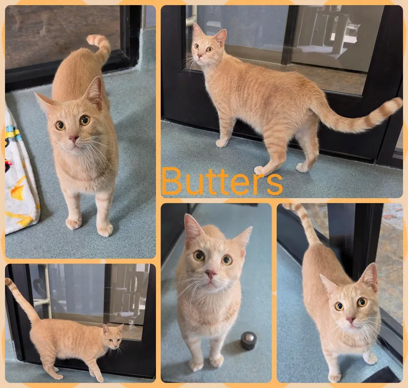 Butters