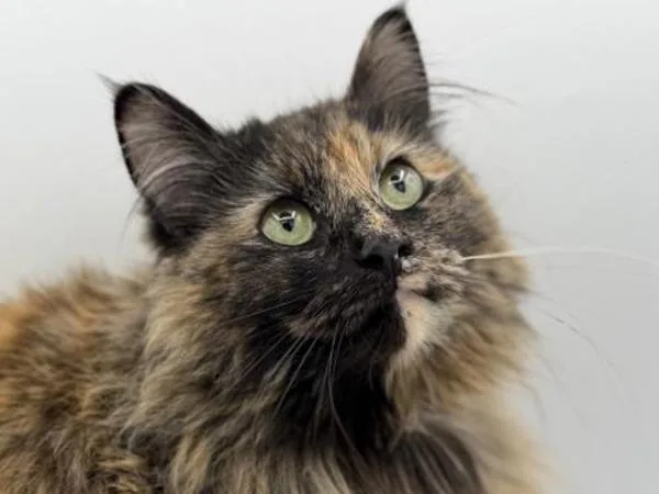 An adult medium-sized female Domestic Long Hair cat named Opal for adoption in Portland, OR