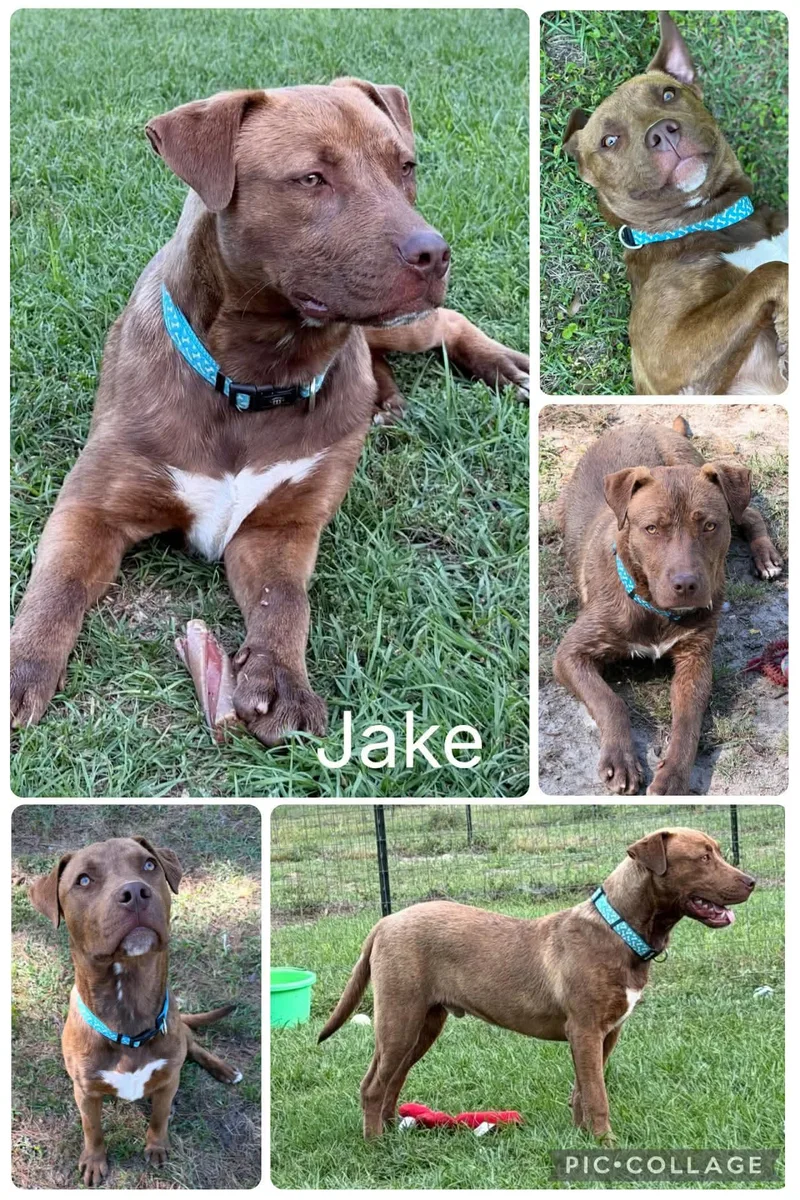 Jake