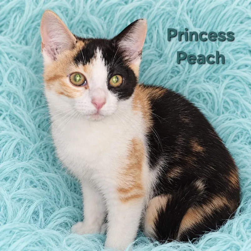 A baby small-sized female Calico Domestic Short Hair cat named Princess Peach for adoption in Quincy, OH