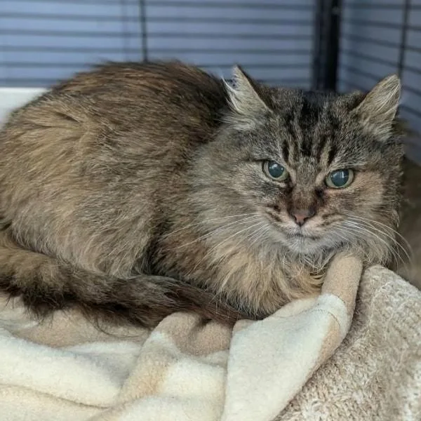 A senior medium-sized female Tabby (Brown / Chocolate) Domestic Short Hair cat named Gingerbread for adoption in Davison, MI