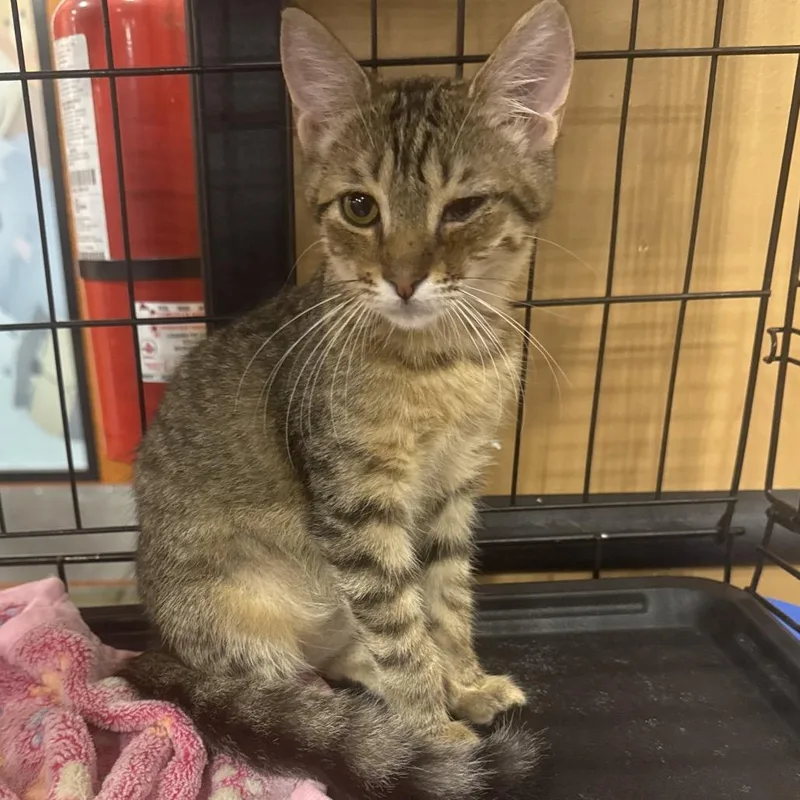 A baby small-sized female Brown / Chocolate Domestic Short Hair cat named Jana for adoption in Gonzales, LA