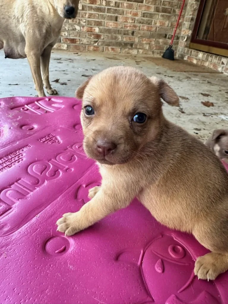 A baby medium-sized female Golden Mixed Breed dog named Q.t. for adoption in Memphis, TN