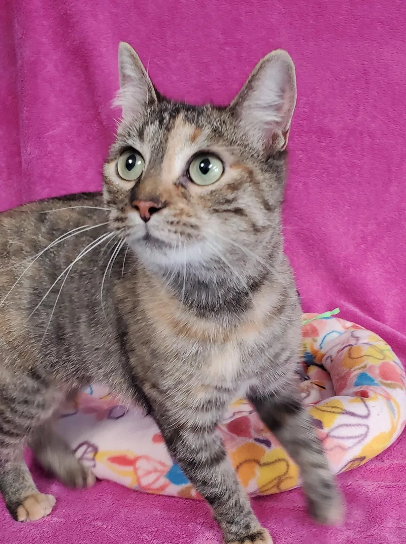 An adult medium-sized female Domestic Short Hair cat named Hazel for adoption in Greenville, IL