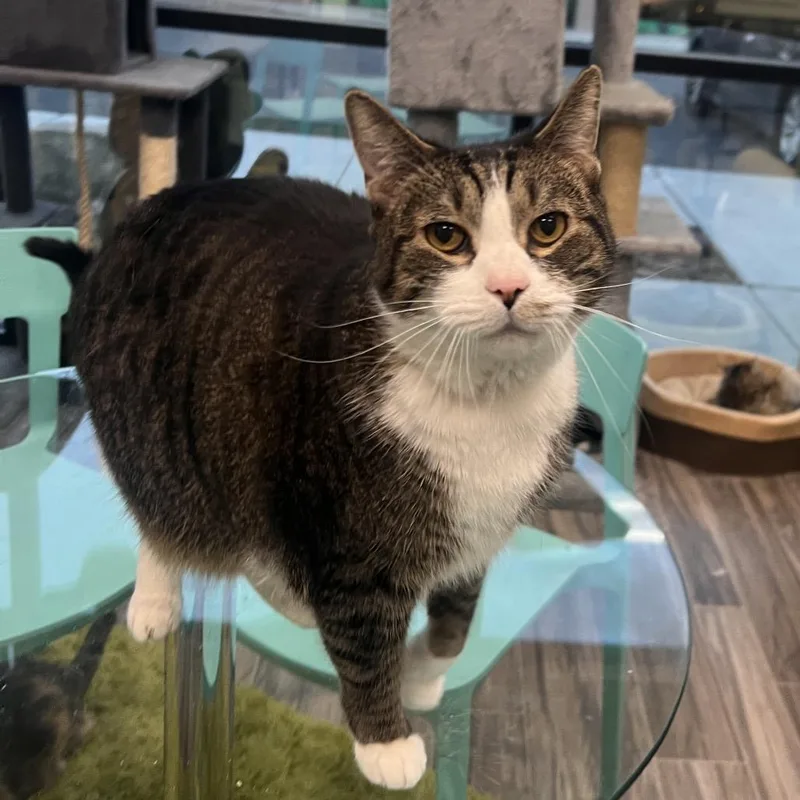 An adult extra large-sized male Brown / Chocolate Domestic Short Hair cat named Bronco for adoption in Las Vegas, NV