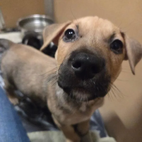 A baby medium-sized male Pit Bull Terrier dog named Stubbs for adoption in Oakland, CA