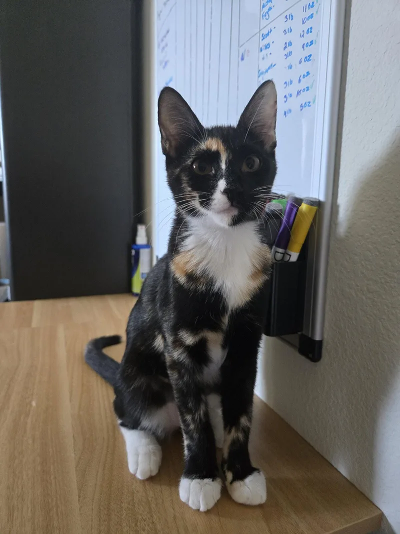 A young medium-sized female Domestic Short Hair cat named Feyre for adoption in McKinney, TX