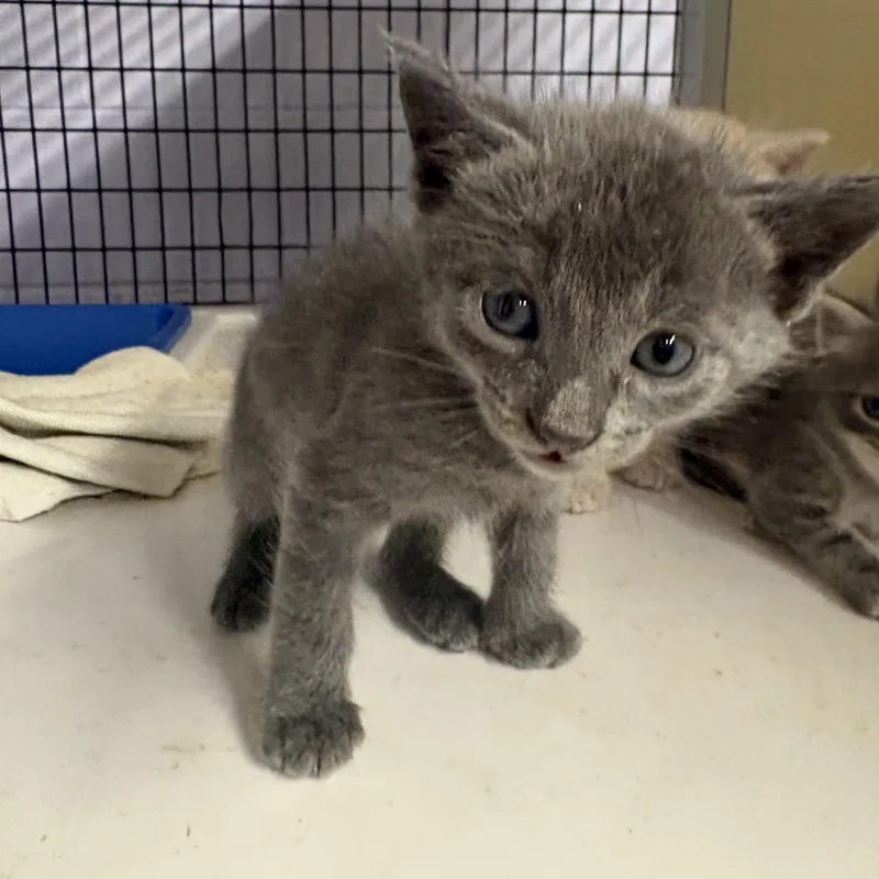 A baby medium-sized male Gray / Blue / Silver Domestic Short Hair cat named Blitz for adoption in Monticello, GA
