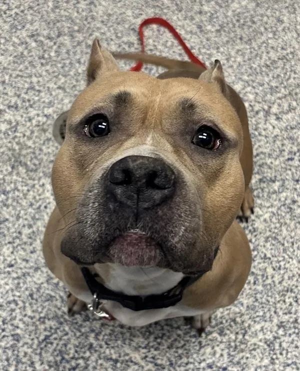 An adult medium-sized female American Bully dog named Aspen for adoption in Golden, CO
