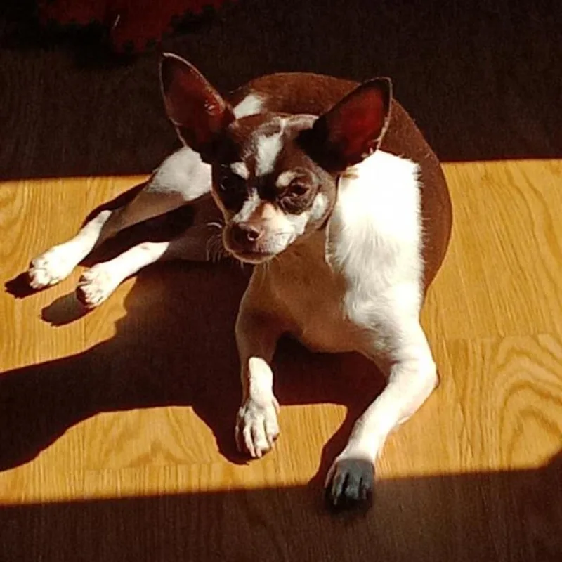 An adult small-sized female White / Cream Chihuahua dog named Little Bit for adoption in Rochester, MN