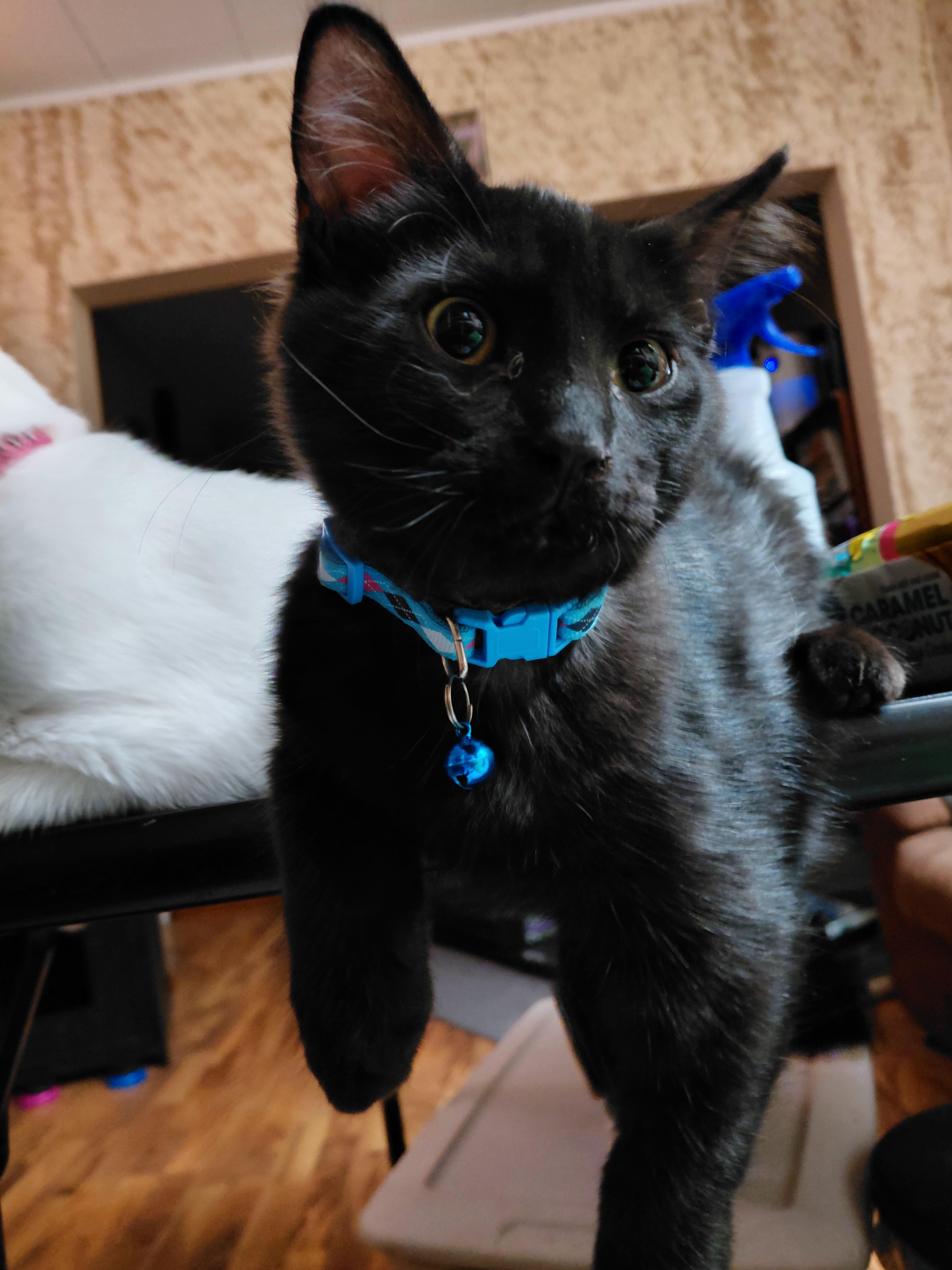 Sebastian thumbnail 3