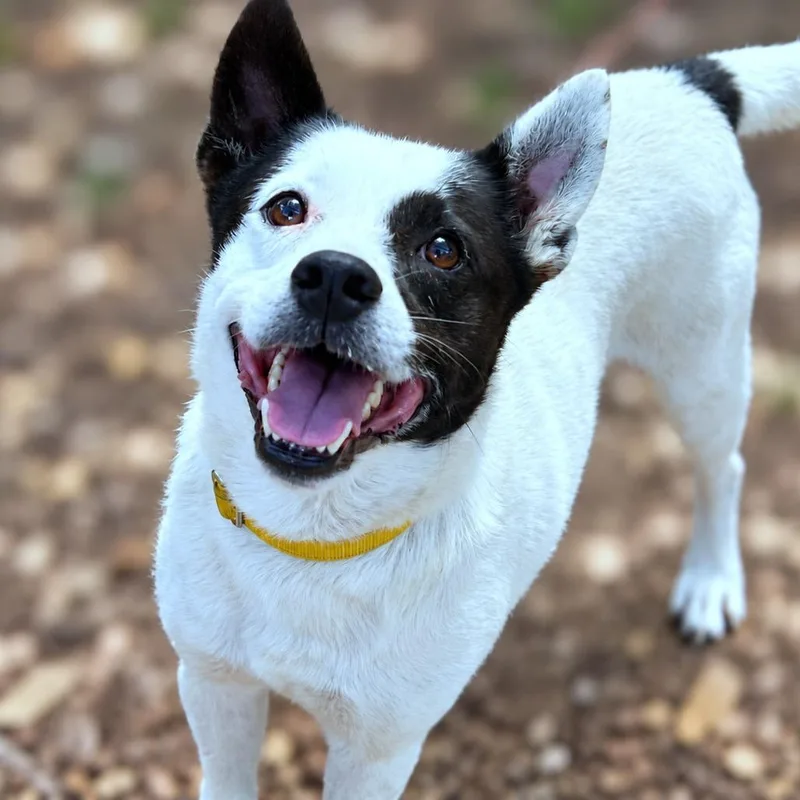 A senior medium-sized male Cattle Dog dog named Dallas for adoption in Boerne, TX