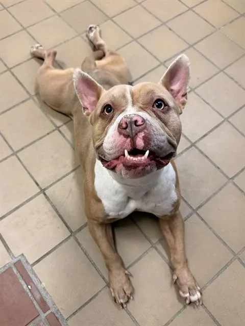 An adult large-sized female Pit Bull Terrier dog named Lola for adoption in Castaic, CA