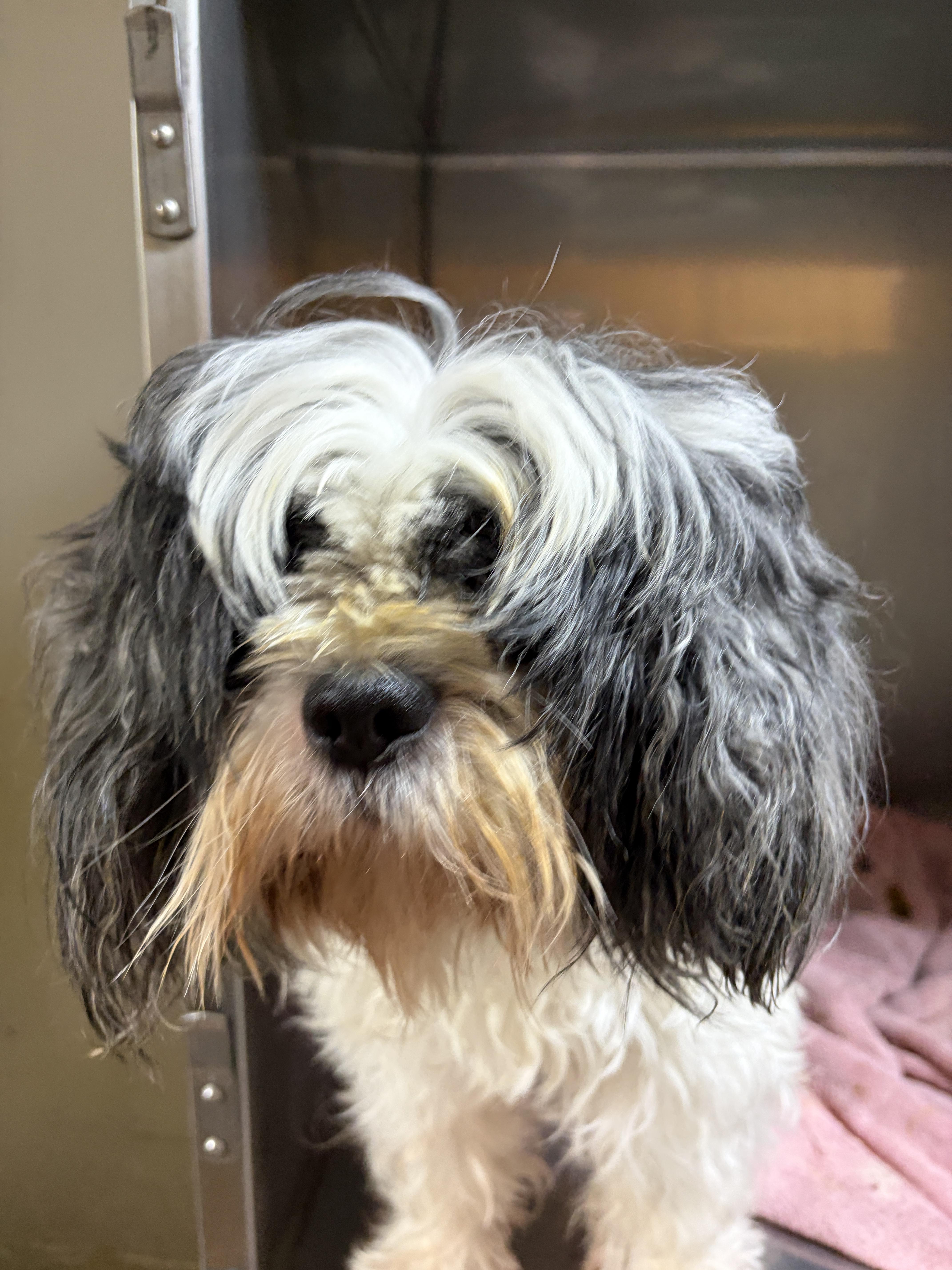 An adult small-sized male Black Shih Tzu dog named Ralphie for adoption in Warren, NJ