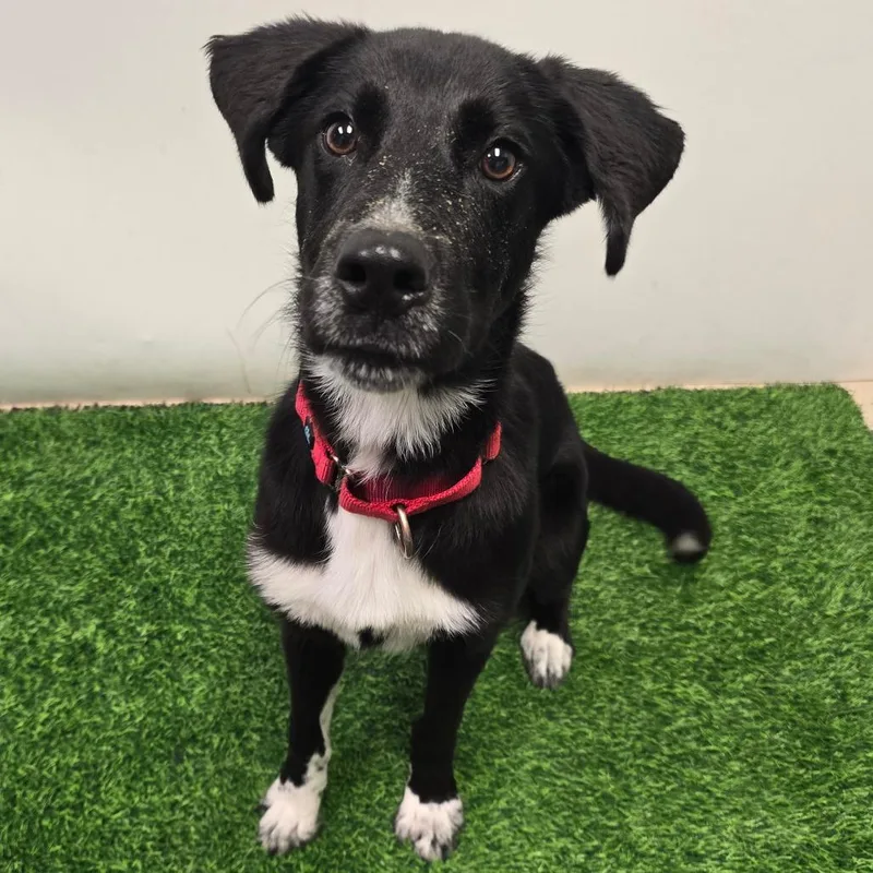 A young medium-sized female Shepherd dog named Zeri for adoption in Columbia, MO
