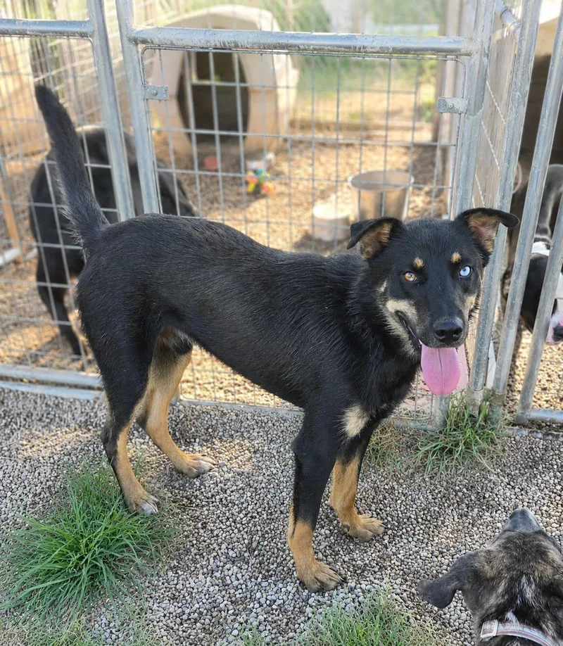 A young medium-sized male Black German Shepherd Dog dog named Taki for adoption in Petersburg, IN