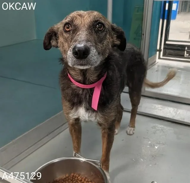 An adult medium-sized female Terrier dog named Miya for adoption in Oklahoma City, OK