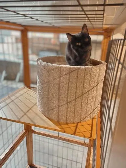 Pinwheel thumbnail 2