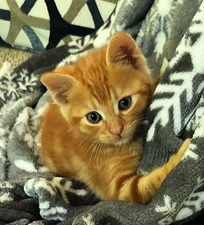 A baby small-sized male Orange / Red Domestic Short Hair cat named Rusty for adoption in Kansas City, MO