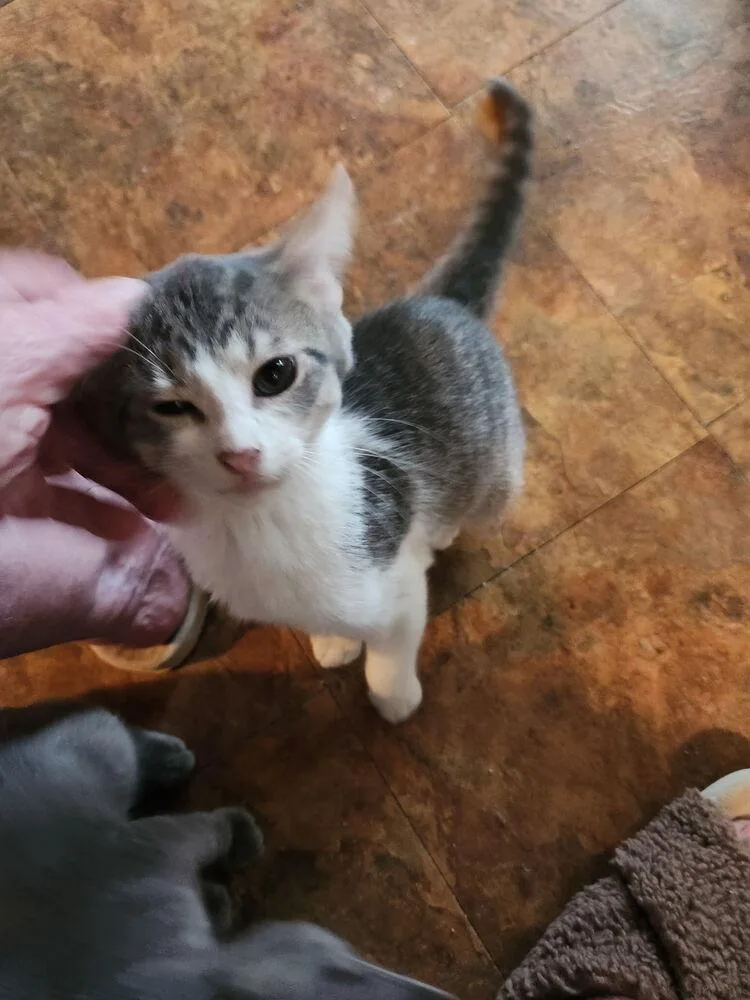 A baby small-sized male Gray & White Domestic Short Hair cat named Whit for adoption in Dallas, TX