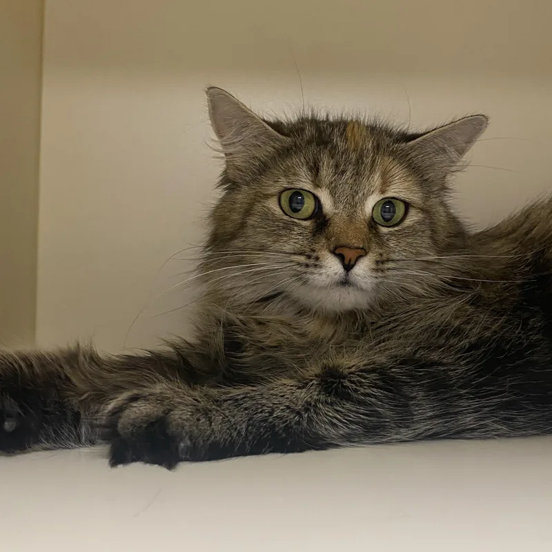 An adult medium-sized female Tabby (Brown / Chocolate) Domestic Medium Hair cat named O Ana for adoption in Elyria, OH
