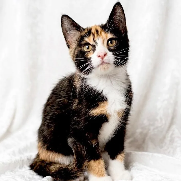 A baby small-sized female Domestic Short Hair cat named Calypso for adoption in Miami, FL