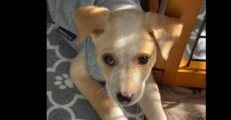 A baby medium-sized male White / Cream Mixed Breed dog named Forester Subaru for adoption in Waunakee, WI