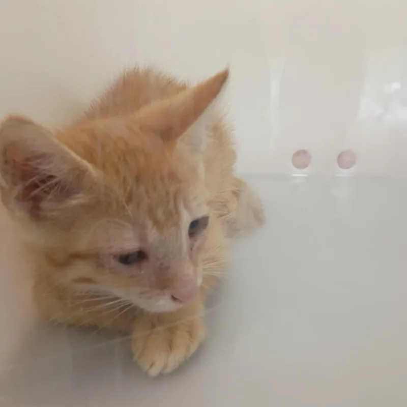 A baby small-sized male Orange / Red Domestic Short Hair cat named Buzz for adoption in Columbus, GA