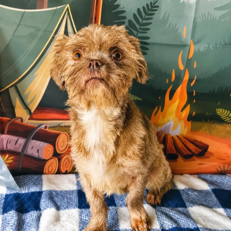An adult small-sized female Apricot / Beige Shih Tzu dog named Candy for adoption in Tylertown, MS