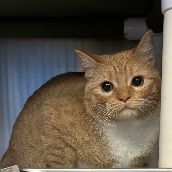 An adult medium-sized female Domestic Short Hair cat named "pumpkin" for adoption in Leavenworth, KS