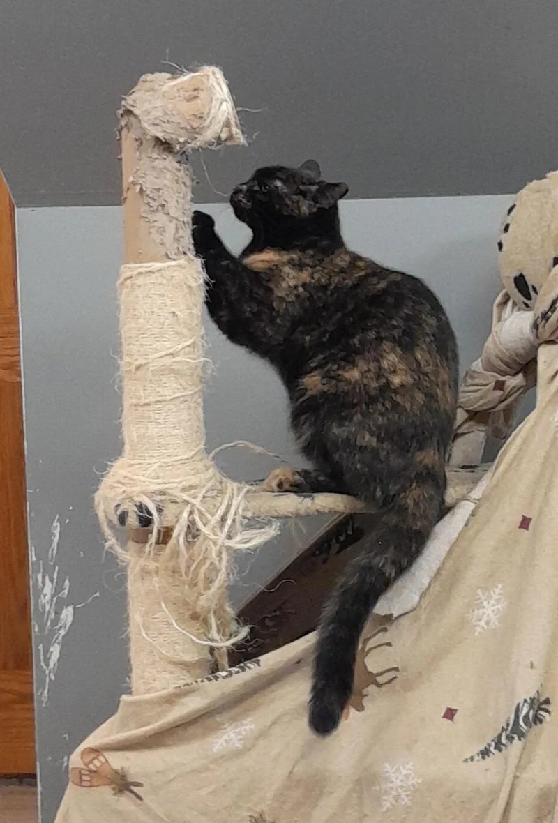 An adult medium-sized female Domestic Short Hair cat named Lion for adoption in Brighton, MI