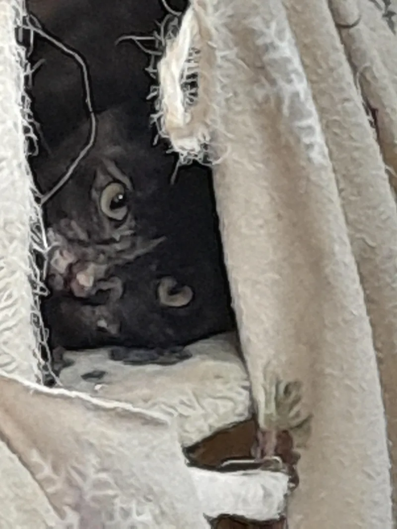 Lion thumbnail 2