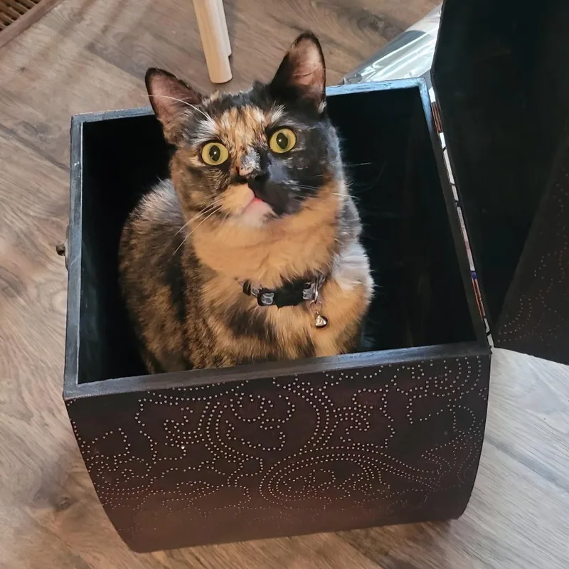 An adult small-sized female Tortoiseshell Domestic Short Hair cat named Ducky for adoption in Layton, UT