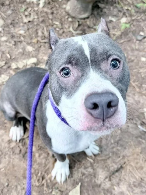 An adult medium-sized female Pit Bull Terrier dog named A for adoption in Charlotte, NC