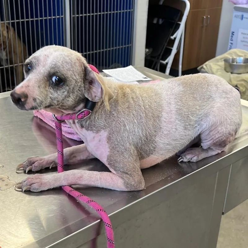 An adult small-sized male Mixed Breed dog named 112378 for adoption in Las Cruces, NM