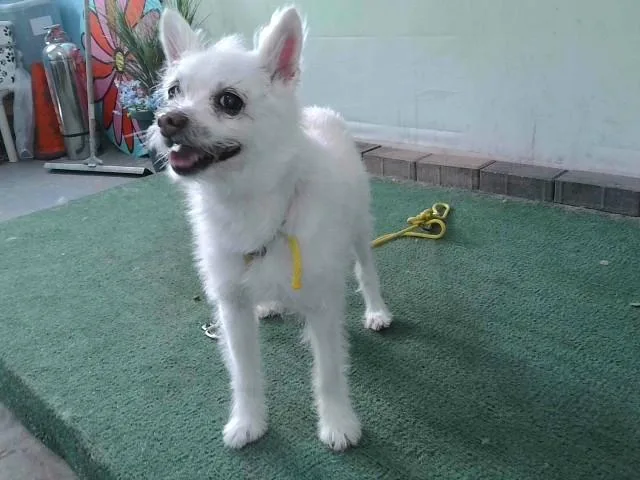 A senior medium-sized male Parson Russell Terrier dog named Ralhie for adoption in Baldwin Park, CA