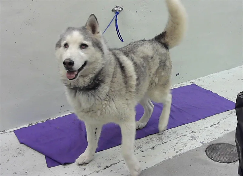 An adult large-sized male Siberian Husky dog named Blue for adoption in Houston, TX
