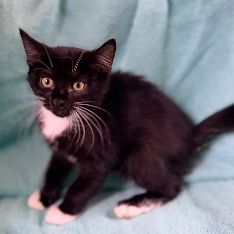 A baby small-sized male Black Domestic Short Hair cat named Lemon for adoption in Columbus, GA