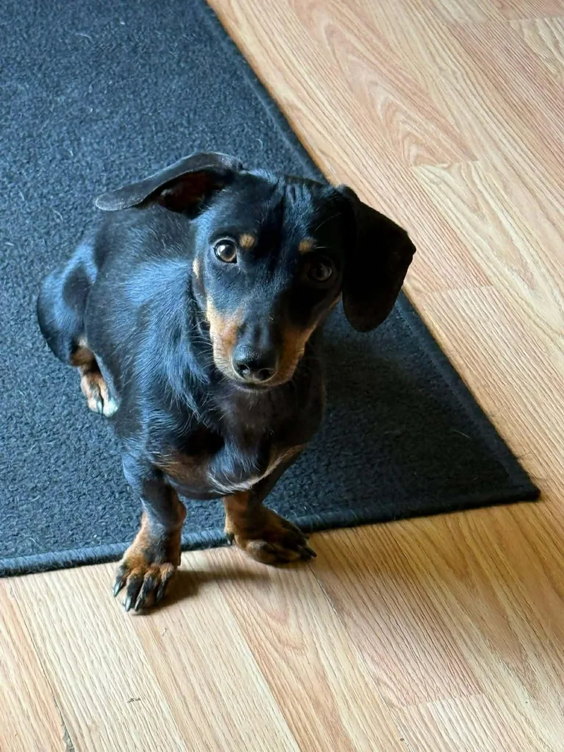 An adult small-sized female Dachshund dog named Chili for adoption in Eugene, OR