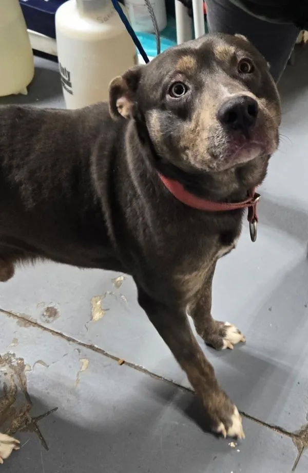 An adult large-sized male Shepherd dog named B Rick for adoption in Dallas, GA