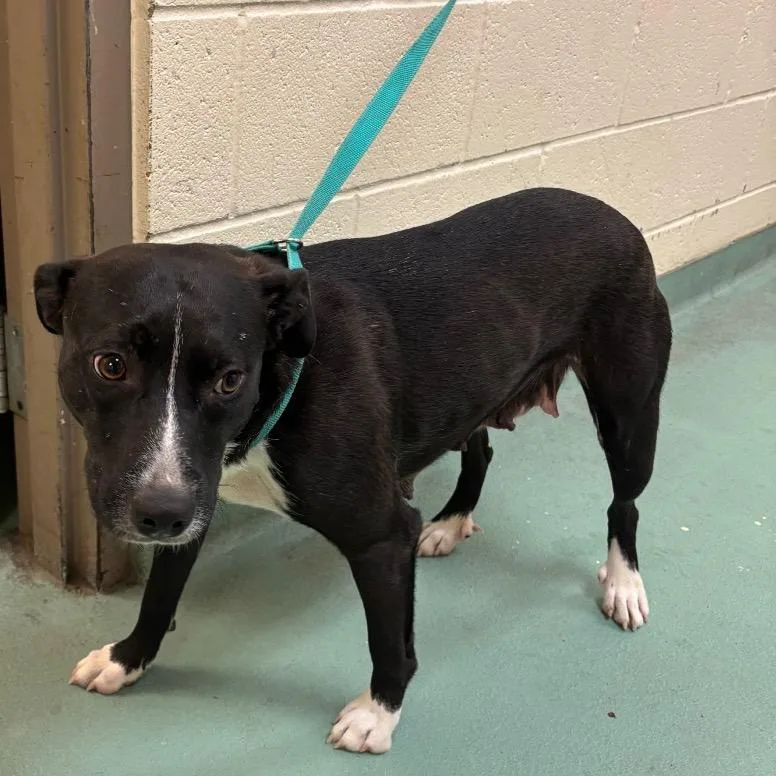 An adult medium-sized male Black Mixed Breed dog named Pumpkin for adoption in Memphis, TN